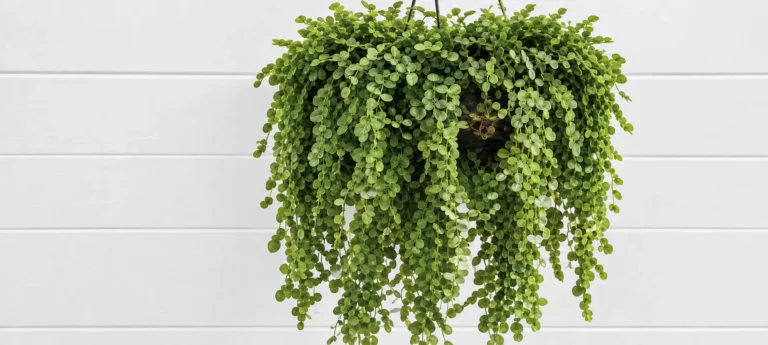 Plantas Colgantes